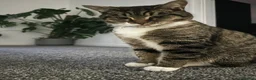 Domestic Shorthair cats for sale: Female domestic shorthair  in Manchester - Advert 3