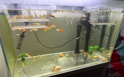 Other/Mixed Breed fish for sale: Baby guppy fish - Image 2