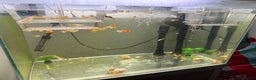 Other/Mixed Breed fish for sale: Baby guppy fish - Advert 2