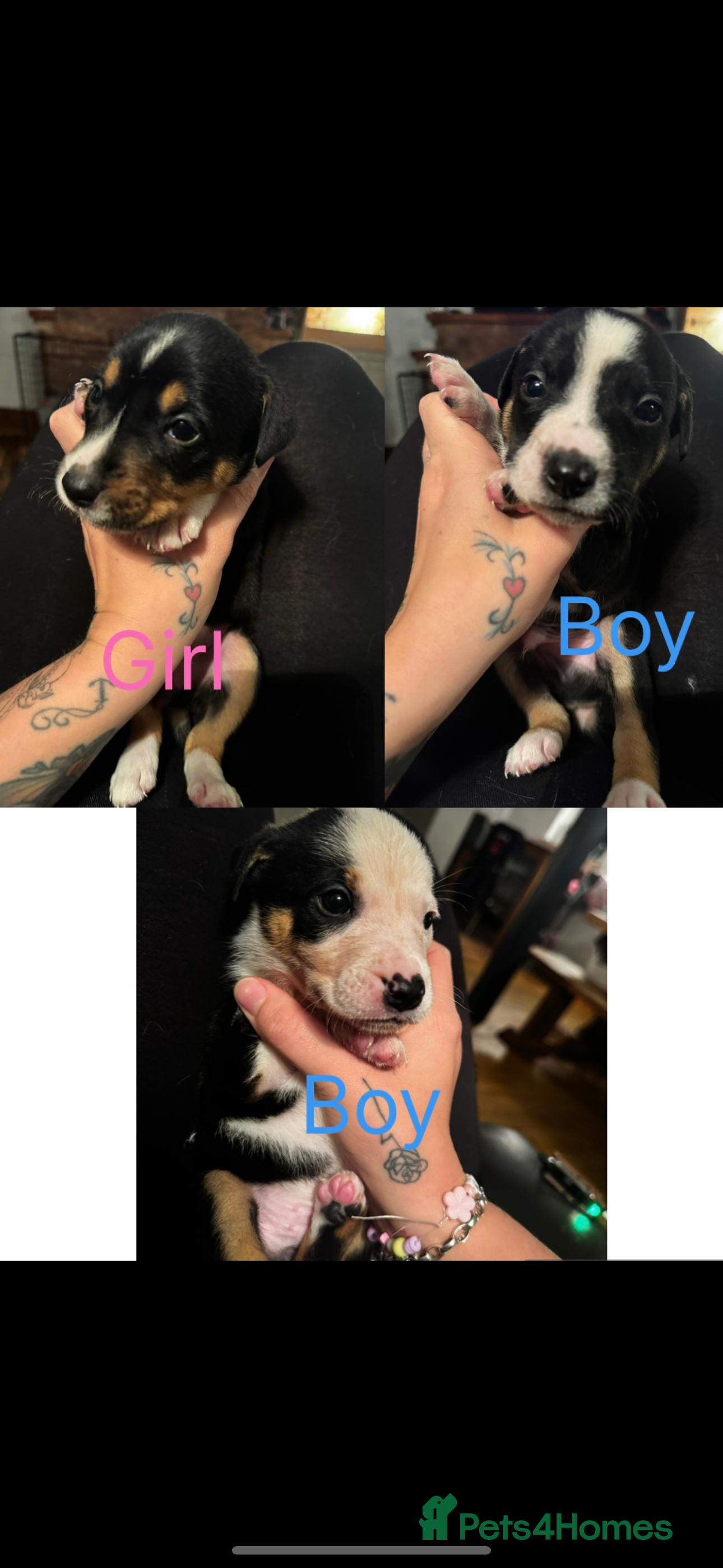 Mixed Breed dogs Pups for sale  - Advert 1