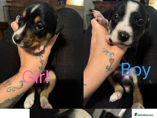 Mixed Breed dogs Pups for sale - Advert 13