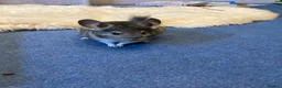 Chinchilla rodents for sale: Two 3yo sister chinchillas for sale in London - Advert 3