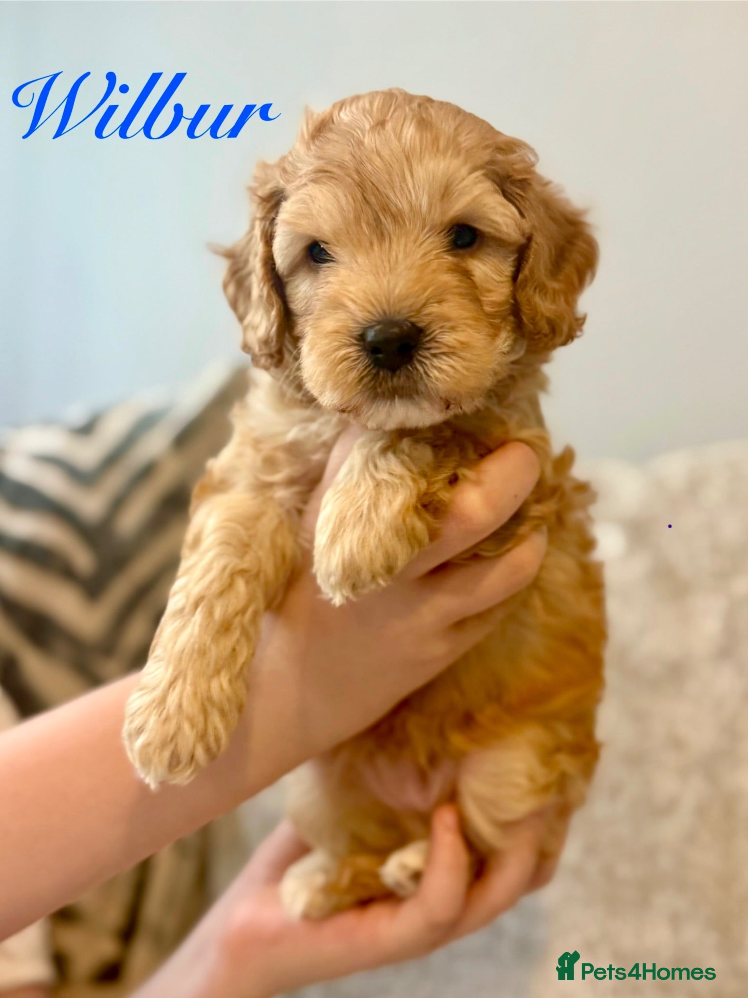 Labradoodle dogs 🐾 Health Tested F1B Mini Labradoodle Puppies 🐾 - Advert 2