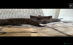 British Shorthair cats for sale: British shorthair kittens  - Image 5