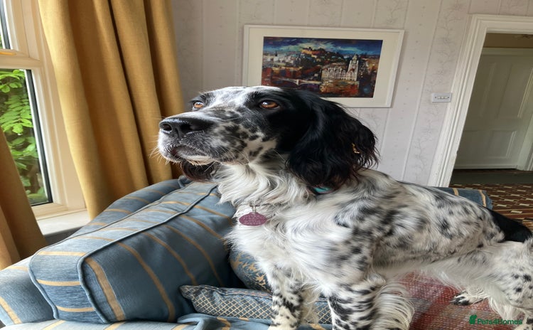 English Setter dogs - Advert 1