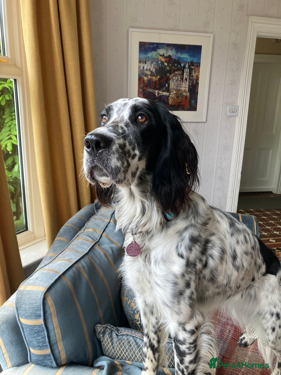 English Setter dogs for sale: 2yr. Pedigree working English setter sale/share - Image 1