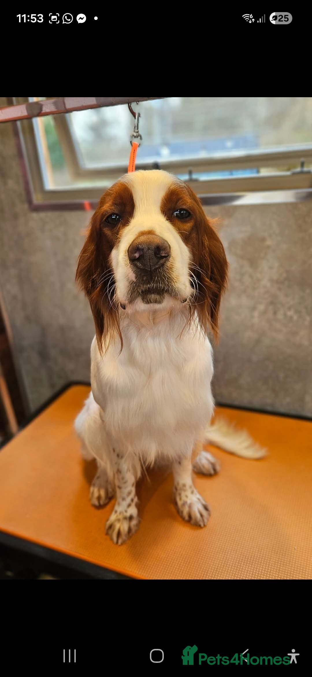 Irish Doodle dogs for sale: Irish red and white setter x moyen poodle - Advert 8