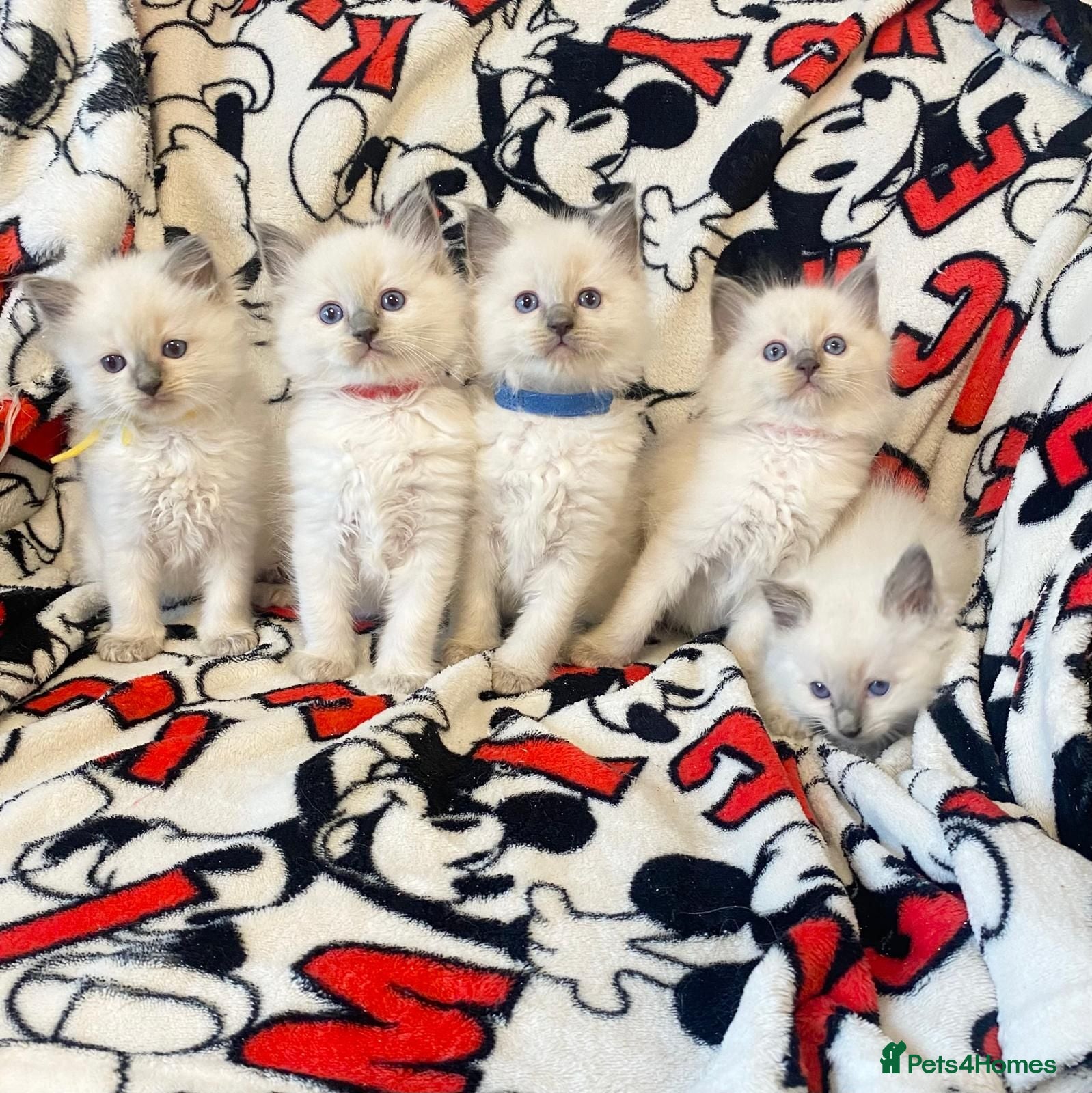 Ragdoll cats Ragdoll kittens - Advert 2
