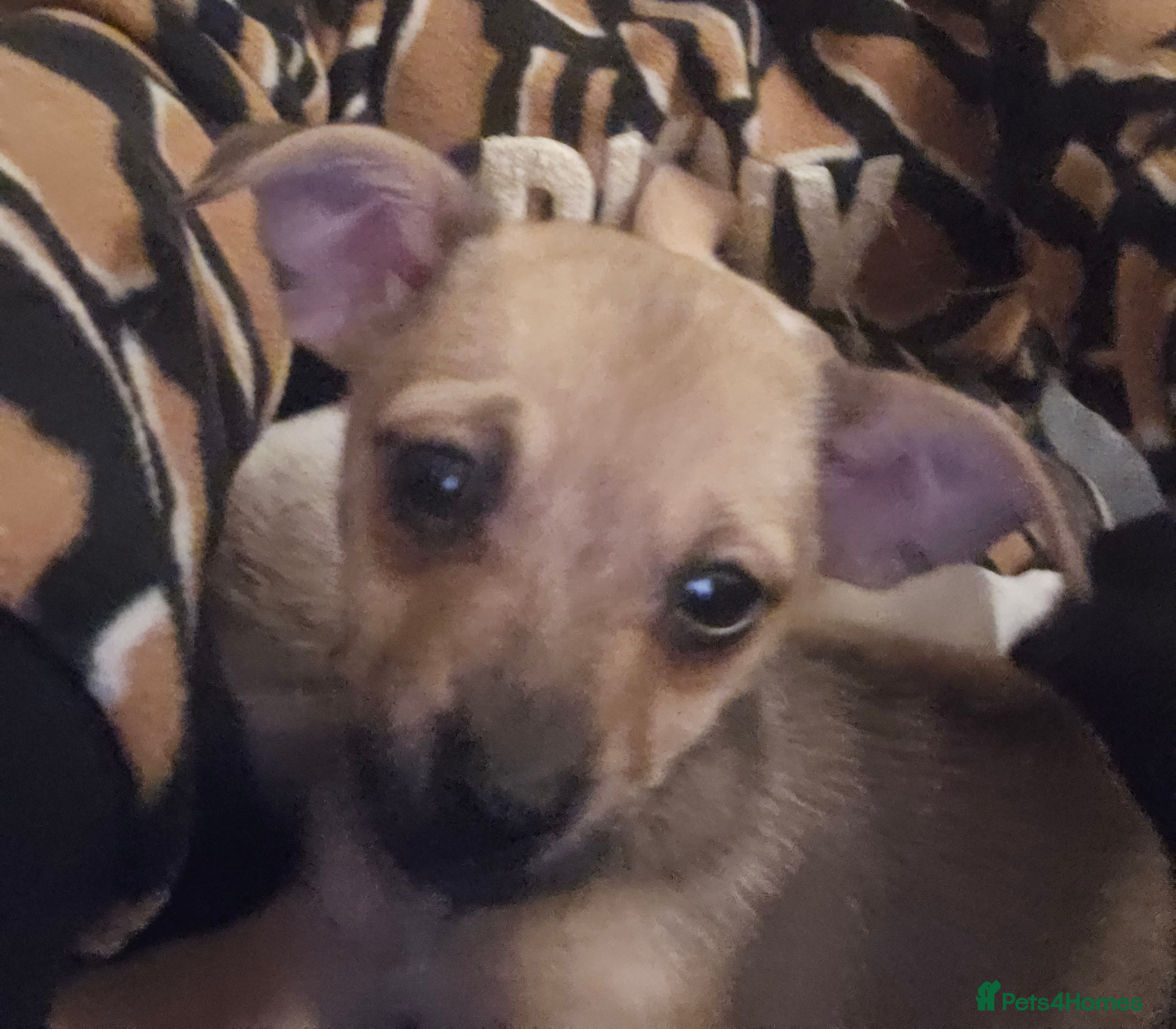 Pomchi dogs Chihuahua cross puppies  - Advert 12