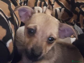 Pomchi dogs Chihuahua cross puppies - Advert 12