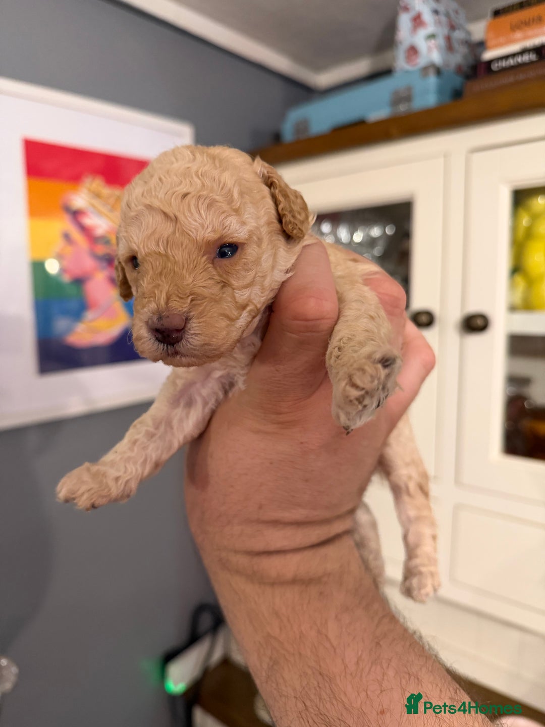 Toy Poodle dogs for sale: Gorgeous toy poodles  - Advert 2