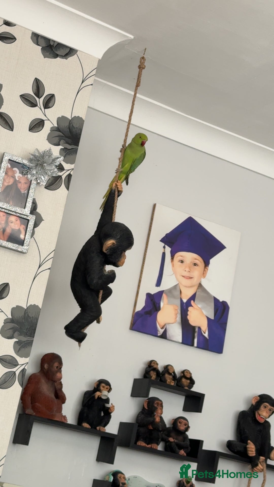 Ringnecks birds for sale: Indian ringneck - Advert 2