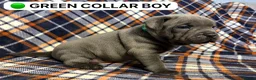 Staffordshire Bull Terrier dogs for sale: 4 Beautiful KC Registered Puppies 2 Boys & 2 Girls in Birmingham - Advert 12