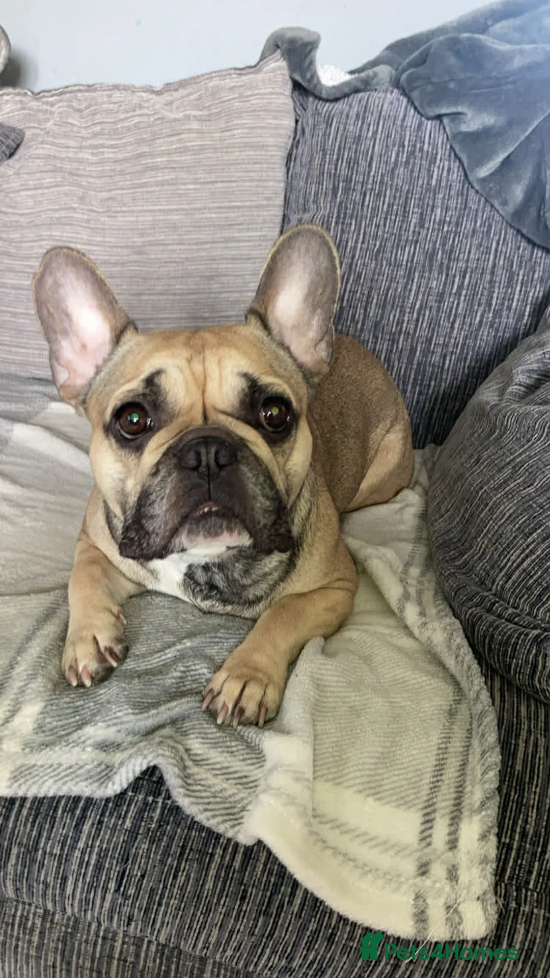 French Bulldog dogs for sale: Female french bulldog  in Widnes - Advert 2