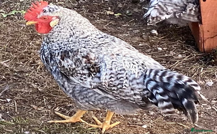 Chickens poultry - Advert 4