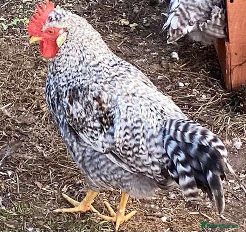 Chickens poultry - Advert 4