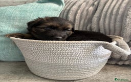 German Shepherd dogs for sale: Only 1 boy left Kc German Shepherd Puppies in Canvey Island - Image 25
