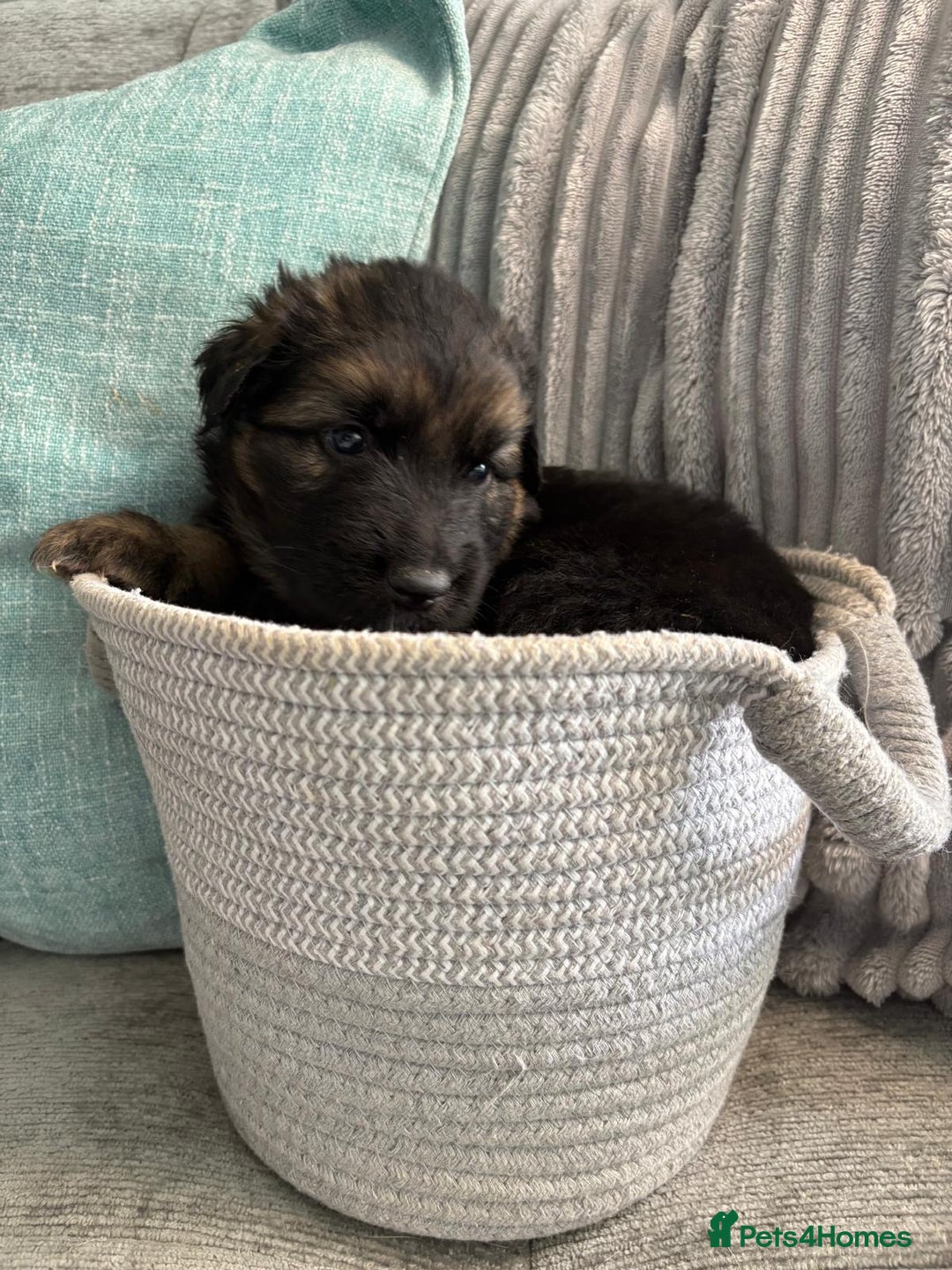 German Shepherd dogs for sale: Only 1 boy left Kc German Shepherd Puppies in Canvey Island - Image 25