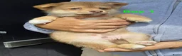 Pomsky dogs for sale: 4 Beautiful F4 Pomsky pups, ready now - Advert 5