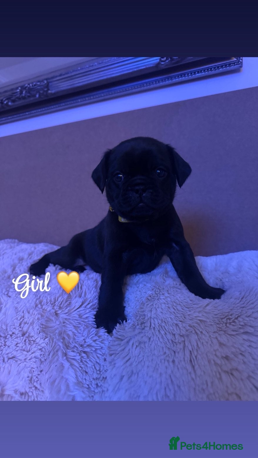 Mixed Breed dogs Gorgeous frug x English puppies  - Advert 16