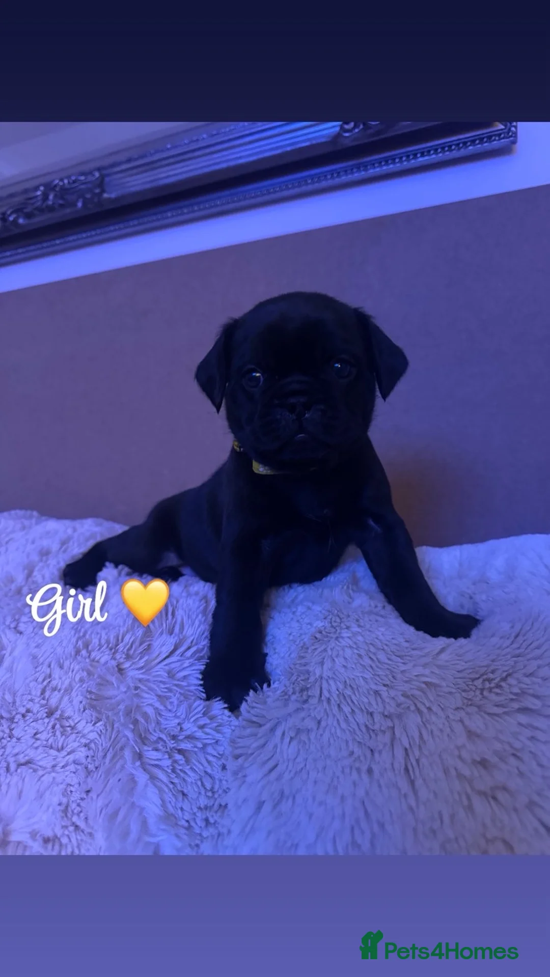 Mixed Breed dogs for sale: Gorgeous frug x English puppies  - Advert 1
