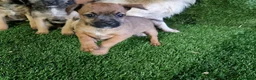 Mixed Breed dogs for sale: Border terrier cross jack russel puppies  - Advert 7