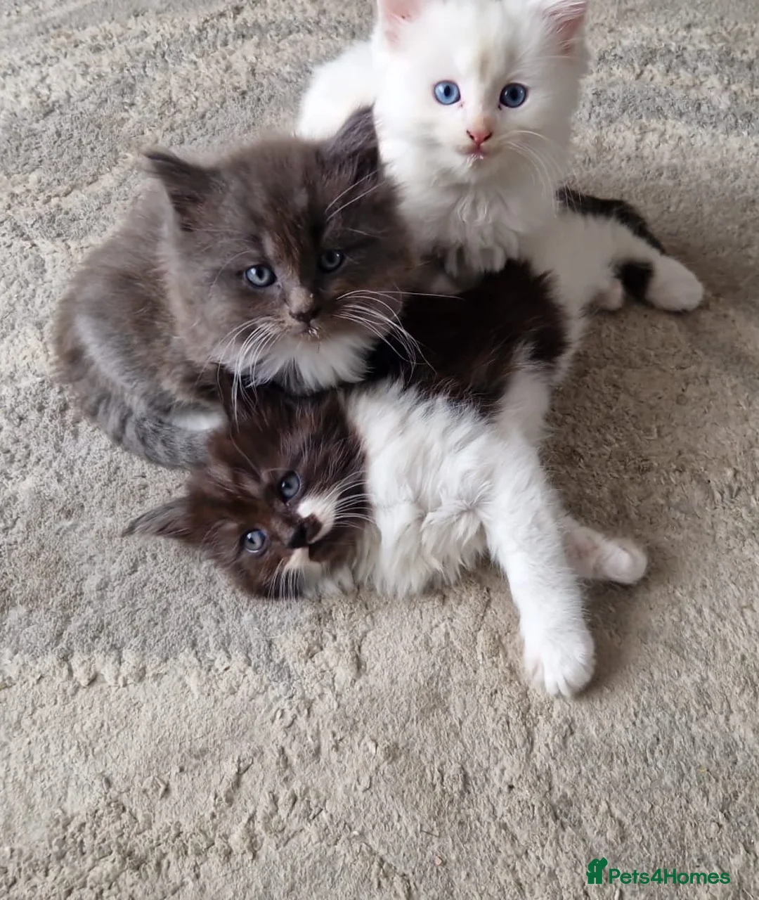 Turkish Angora cats for sale: Adorable fluffy kittens for sale - Advert 10