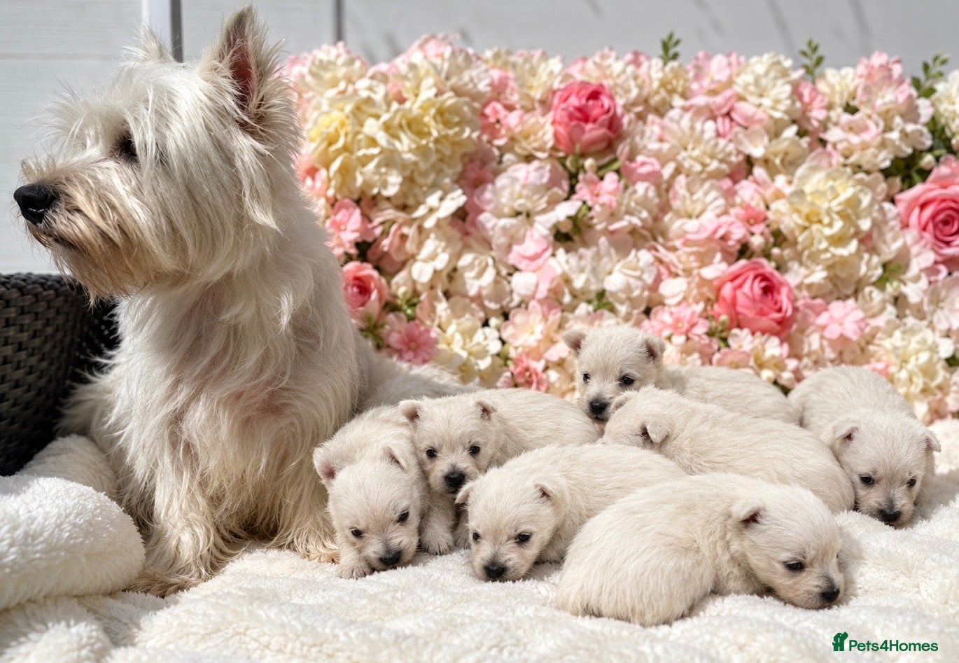 West Highland Terrier dogs for sale: STUNNING KC REGISTERED WESTIE PUPPYS BOYS & GIRLS  - Advert 2
