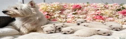West Highland Terrier dogs for sale: STUNNING KC REGISTERED WESTIE PUPPYS BOYS & GIRLS  - Advert 2