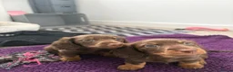 Dachshund dogs for sale: Two beautiful boys for sale  in Glasgow - Advert 6