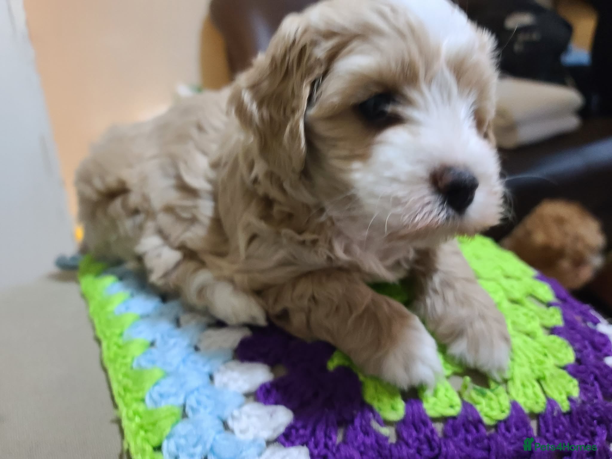 Poochon dogs Poochon Puppies for Sale - Advert 2