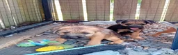 Border Terrier dogs for sale: Pure border terrier puppies  - Advert 6