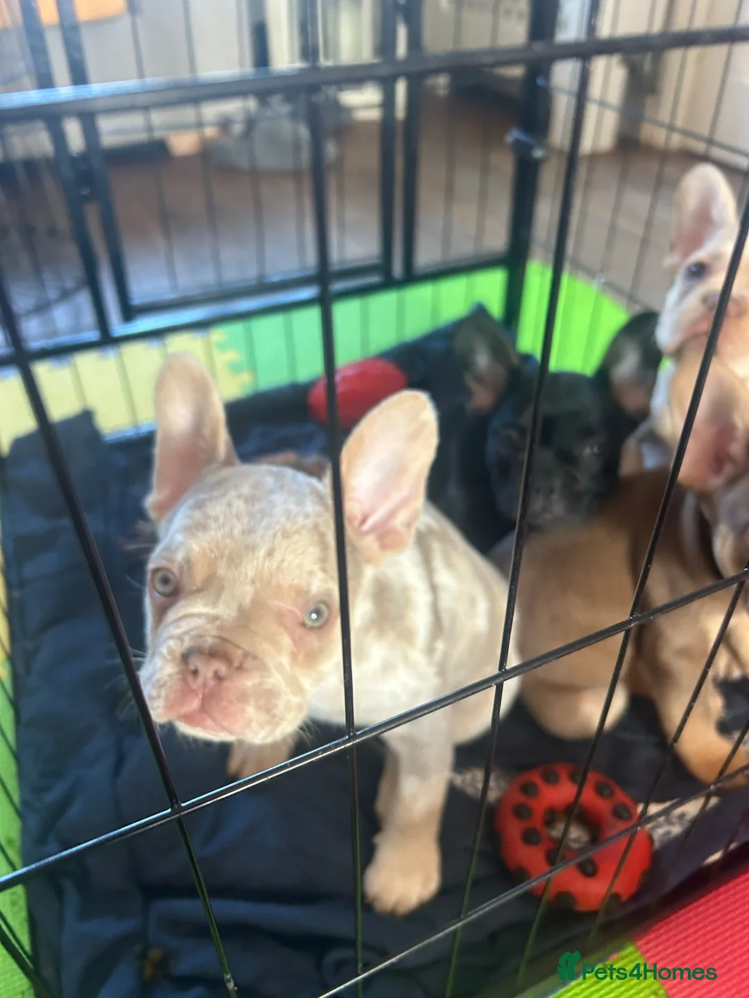 French Bulldog dogs for sale: 6 quality fluffy carrier French bulldogs - Advert 1