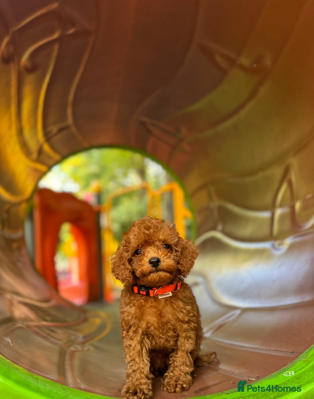 Toy Poodle dogs for sale: Adorable Toy Poodle Puppies  - Image 11