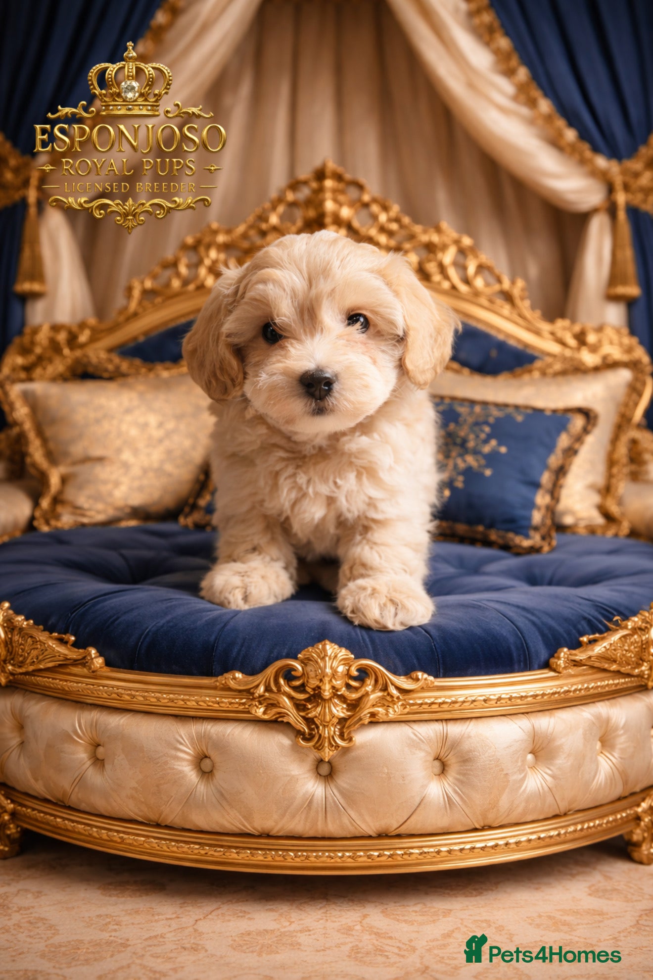 Maltipoo dogs ✨👑READY 🏡 One in a Million F1 Asian Maltipoo👑✨ - Advert 5
