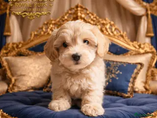Maltipoo dogs ✨👑READY 🏡 One in a Million F1 Asian Maltipoo👑✨ - Advert 3