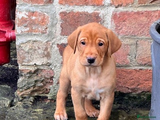 Labrador Retriever dogs Fox Red Labrador’s - Advert 16