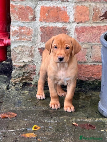 Labrador Retriever dogs Fox Red Labrador’s - Advert 12