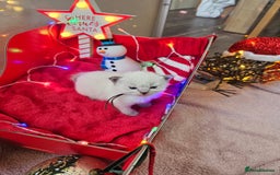 Ragdoll cats for sale: 8 beautiful ragdolls ready for Christmas 🎁 - Advert 7