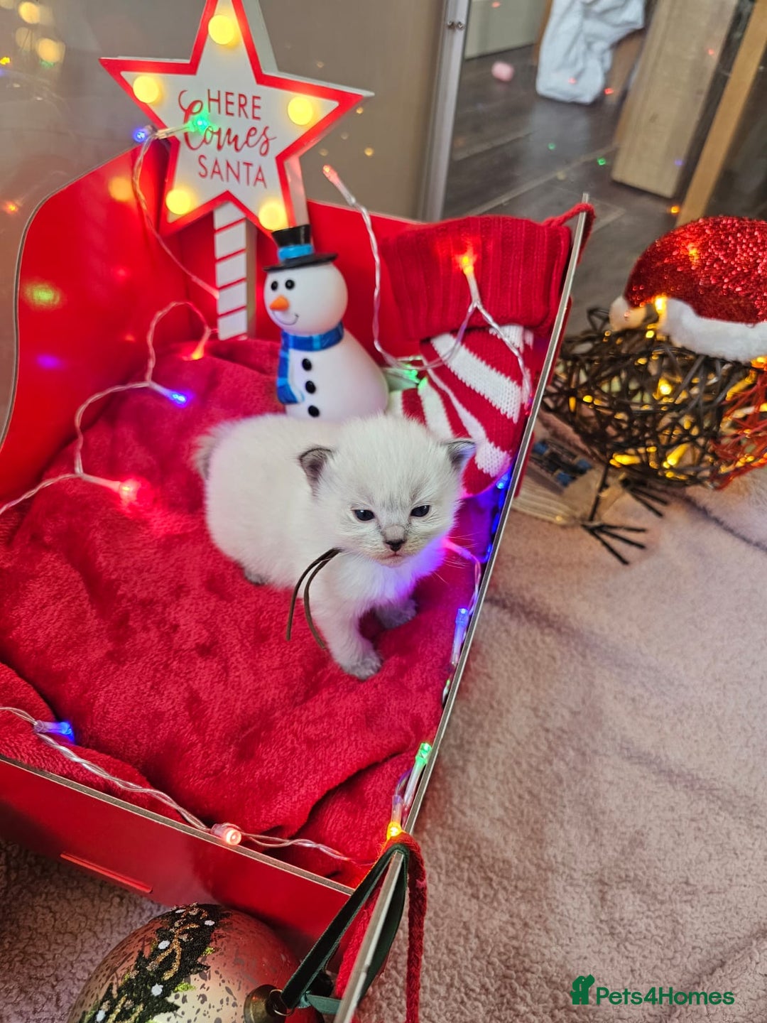 Ragdoll cats for sale: 8 beautiful ragdolls ready for Christmas 🎁 - Advert 7