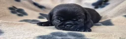 Pug dogs for sale: 3x pug girls 1x pug boy - Advert 19