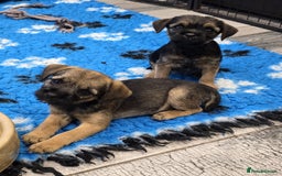Border Terrier dogs for sale: Border Terrier Pups - Image 3