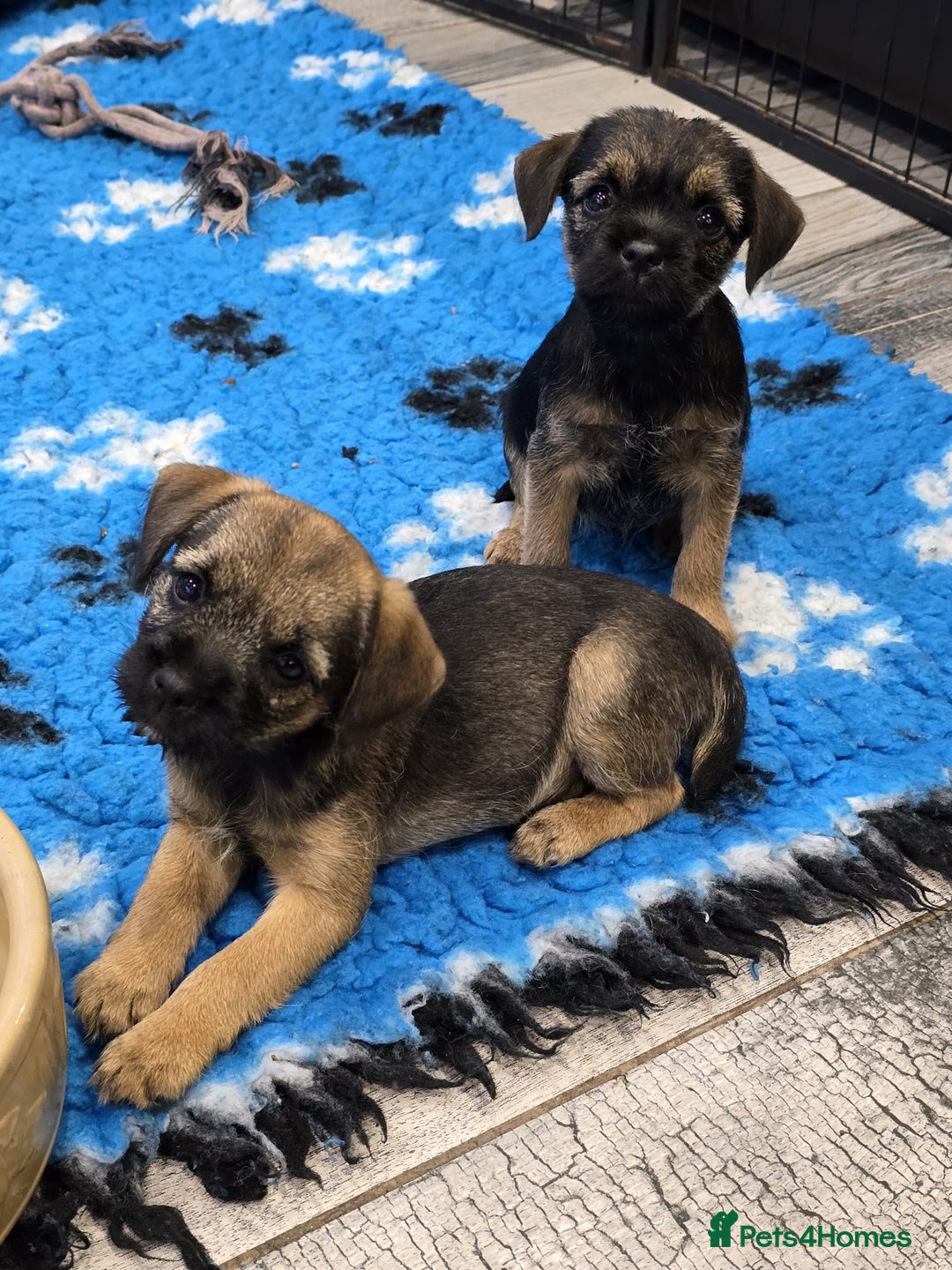 Border Terrier dogs for sale: Border Terrier Pups - Image 3