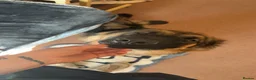 German Shepherd dogs for sale: Pure bred German Shepherd  - Advert 3