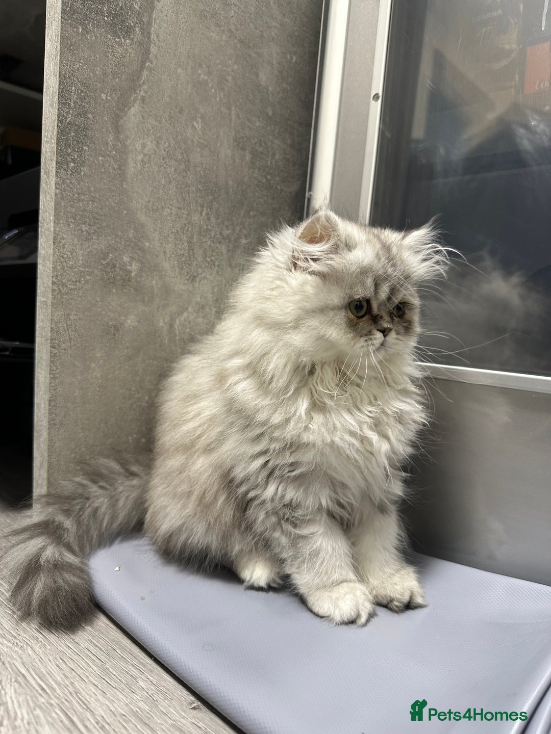 Persian cats for sale: Beautiful Persian x Exotic Kittens - Now Ready! - Image 3