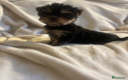 Yorkshire Terrier dogs for sale: Pure Yorkshire Terrier puppies for sale  - Image 6