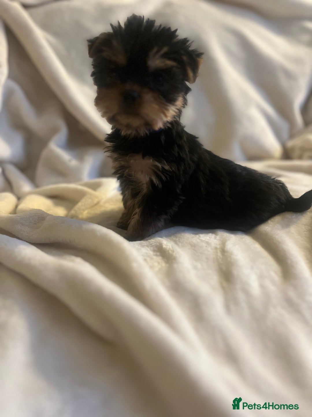Yorkshire Terrier dogs for sale: Pure Yorkshire Terrier puppies for sale  - Image 6
