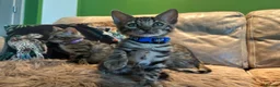 Bengal cats for sale: Pure Bengal Kittens ❤️ready for their new home 🏡  - Advert 1