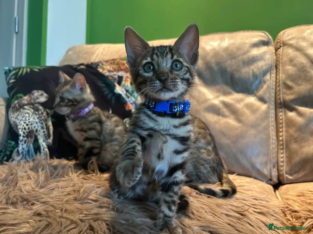 Bengal cats for sale: Pure Bengal Kittens ❤️ready for their new home 🏡  - Advert 1