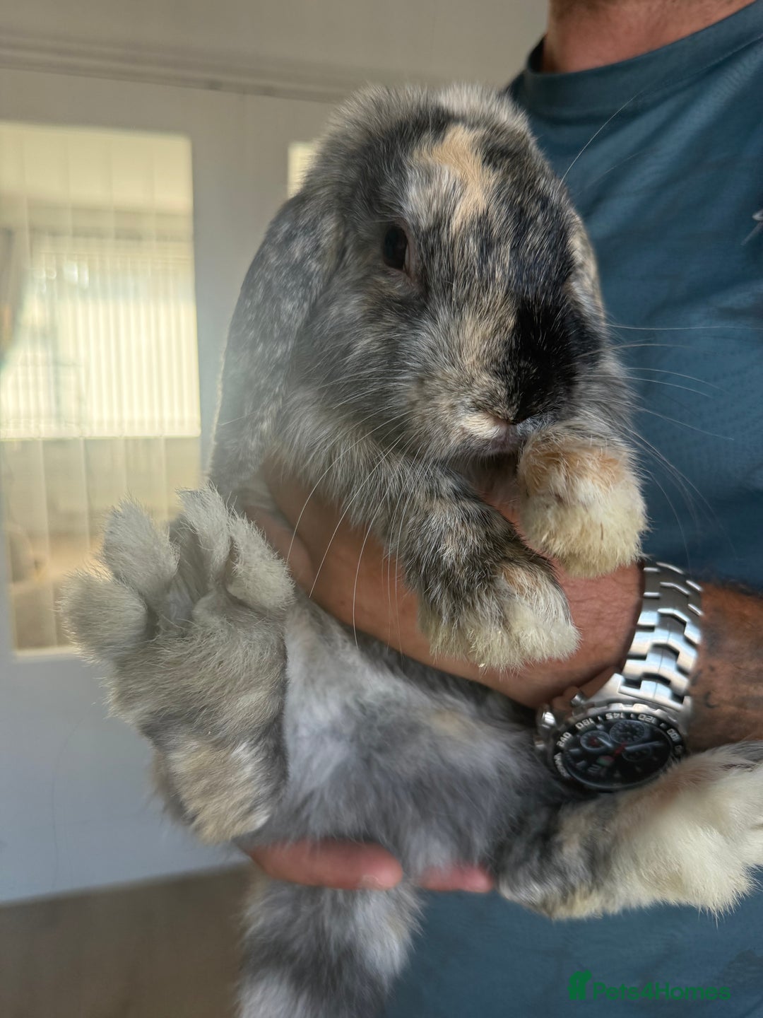 Mini Lop rabbits for sale: 2 x female lops for sale - Image 2